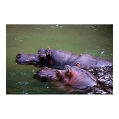Swimming Hippos Posters by MuseMagic