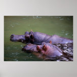 Swimming Hippos posters