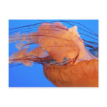 Swimming Jellyfish Postcard