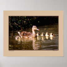 Swimming Lesson Poster