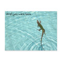 Swimming Lizard postcard