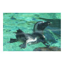 Swimming Penguin posters by ethniccutie Swimming Penguin posters