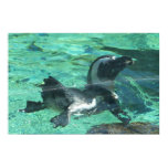 Swimming Penguin