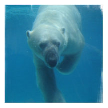 Swimming Polar Bear  Invitations