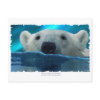 SWIMMING POLAR BEAR postcard