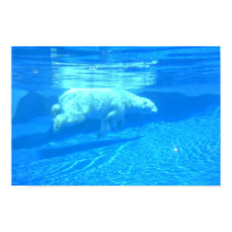 Swimming Polar Bear posters