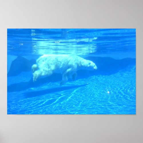 Swimming Polar Bear print