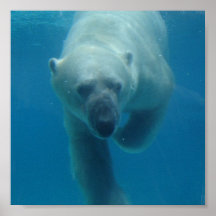 Swimming Polar Bear  Poster
