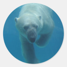 Swimming Polar Bear  Stickers