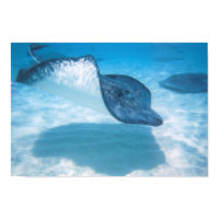 Swimming Pretty Stingray Print print