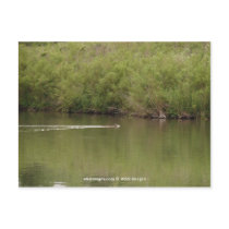 Swimming Raccoon postcards by wksimages Swimming Raccoon postcards