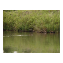 swimming racoon posters