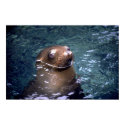 Swimming Seal posters by MuseMagic Swimming Seal posters