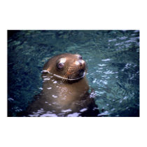 Swimming Seal posters by MuseMagic Swimming Seal posters