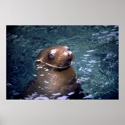 seal poster