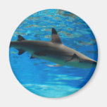 Swimming Shark  Magnet