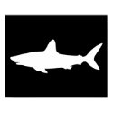 Swimming Shark posters