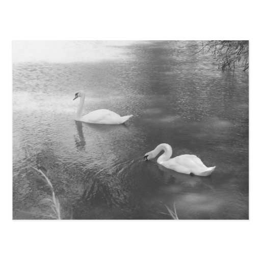 Swimming Swans Postcard