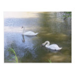 Swimming Swans Postcard