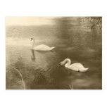 Swimming Swans Postcard