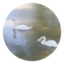 Swimming Swans Stickers by stonedorphotos Swimming Swans Stickers