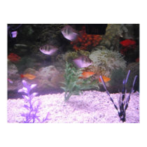 Swimming Tetras Poster posters