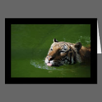 Swimming Tiger Card cards