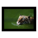 Swimming Tiger Card