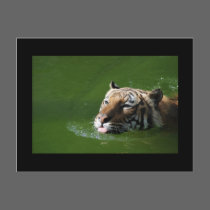 Swimming Tiger Postcard