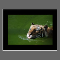 Swimming Tiger Postcard postcards