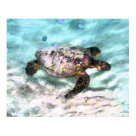 postcard - A green sea turtle swims in shallow water in this digital ink painting.