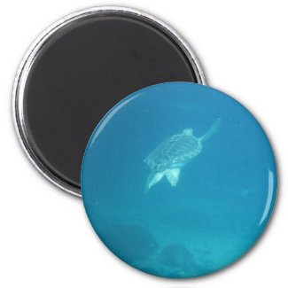 Swimming Turtle magnet