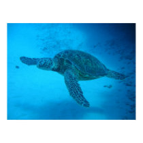 Swimming with sea turtles 4 posters by PegsPlace Swimming with sea turtles 4 posters