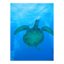 Swimming with sea turtles in Hawaii poster 1 posters by PegsPlace Swimming with sea turtles in Hawaii poster 1 posters