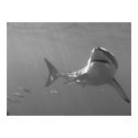 Swimming with Sharks posters by hilory10028 Swimming with Sharks posters