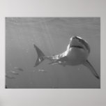 Swimming with Sharks Poster