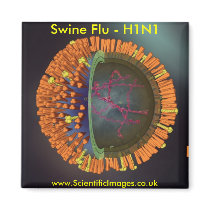 Swine Flu magnets