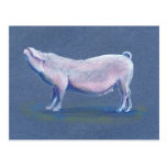Swine pig hog hand drawn art postcard postcards