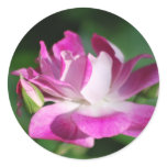 Swirling pink rose and meaning stickers