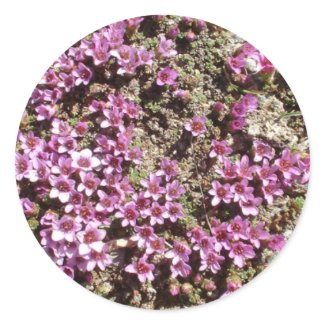Swiss Alpine Purple Saxifrage flower sticker sticker