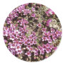 Swiss Alpine Purple Saxifrage flower sticker