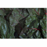 Swiss chard texture cut out