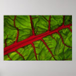 Swiss chard texture poster