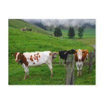 Swiss cows grazing near Küssnacht Switzerland