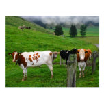 Swiss cows grazing near Küssnacht Switzerland Post Cards
