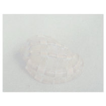 Swollen harp (Harpa major) Shell Letterhead