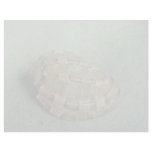 Swollen harp (Harpa major) Shell Letterhead