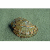 Swollen harp (Harpa major) Shell Photo Cut Out