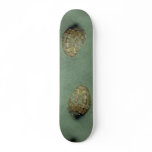 Swollen harp (Harpa major) Shell skateboards