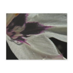 flower, floral, flowers, acidanthera, abstract,